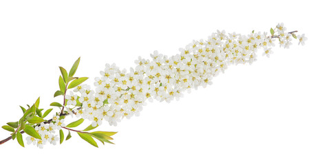 isolated spring branch with white blooms