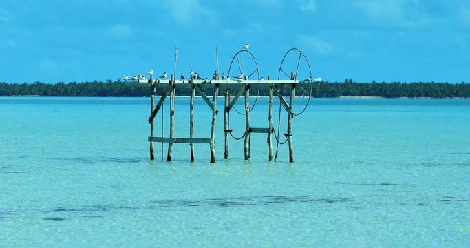 : oiseaux perch&eacute;s sur ponton &agrave; bateau (p&ecirc;che)