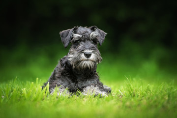 Miniature schnauzer puppy lying on the lawn