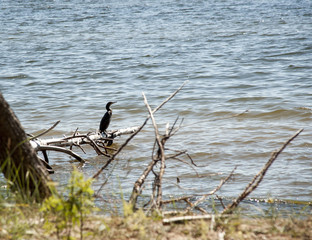 Big cormorant - the diving sea bird