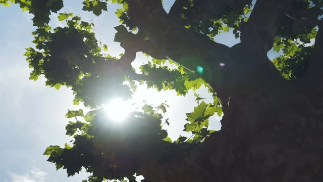 Shot filming upwards looking at the sky while walking underneath plane trees. The sun glows brightly between the leaves and branches on a clear bright sunny day.