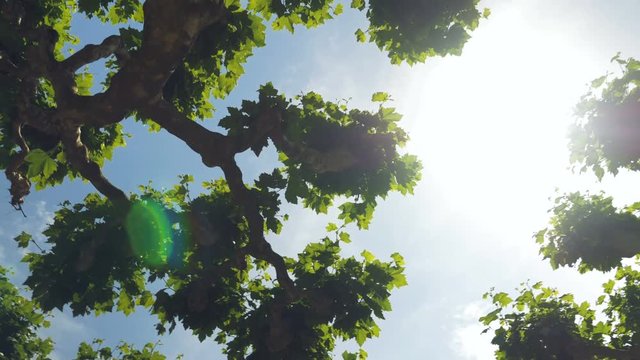 Shot filming upwards looking at the sky while spinning around underneath plane trees. The sun glows brightly between the leaves and branches on a clear bright sunny day.