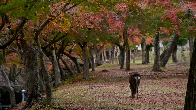 Autumn foliage in Nara park, Japan