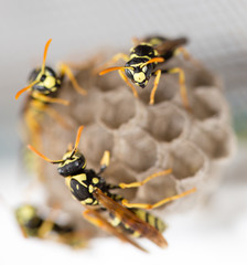 The wasp sits on an aspen