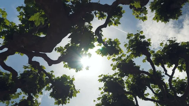 Shot filming upwards looking at the sky while slowly moving around underneath plane trees. The sun glows brightly between the leaves and branches on a clear bright sunny day.