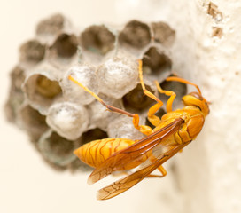 The wasp sits on an aspen