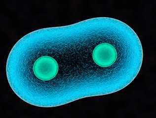 3D. Two Cell, embryo, Human Cell. and Cell division on a dark blue background. 3d render.