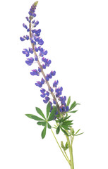 dark blue color lupine isolated on white