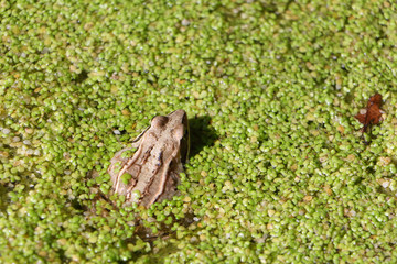 Frog in the swamp among a duckweed
