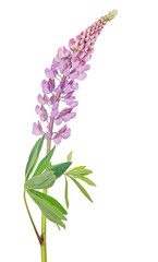 lilac color lupine on white