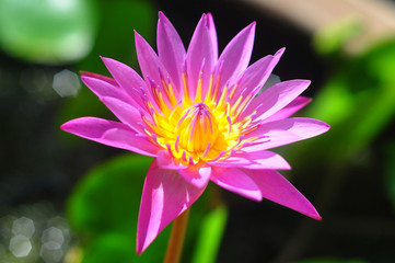 Lotus flower