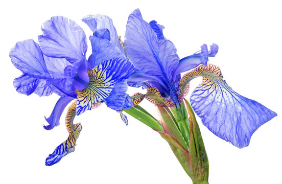 blue iris blooms group isolated on white
