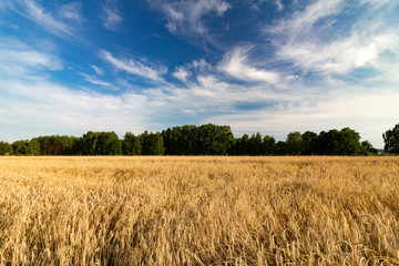 Ein Feld mit reifer Gerste unter leicht bewölktem blauen Himmel vor dunkelgrünem Waldstreifen