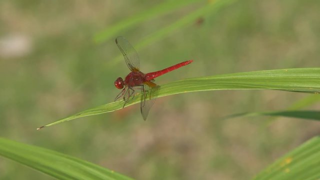 red dragonfly resting on a leaf