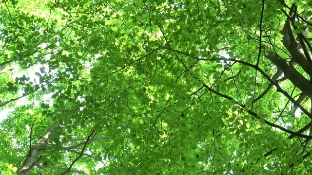 Green, fresh leaves Common Beech. European Beech (Fagus sylvatica). Beautiful beech leaves in early spring in forest.
