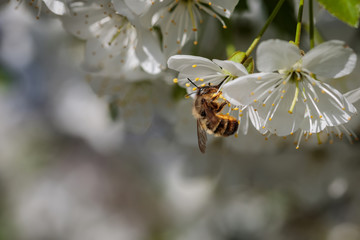 Bee on a white cherry blossom collecting pollen and gathering nectar to produce honey in the hive