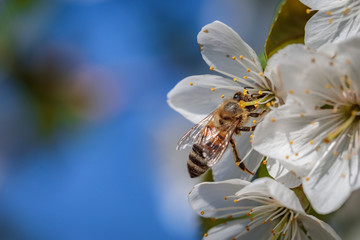 Bee on a white cherry blossom collecting pollen and gathering nectar to produce honey in the hive
