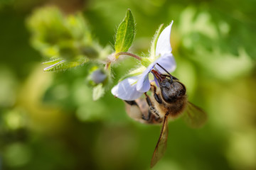 Bee on a blue flower collecting pollen and gathering nectar to produce honey in the hive