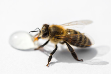 Macro image of a bee on a light surface drinking a honey drop from a hive
