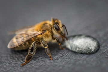 Macro image of a bee on a gray surface drinking a honey drop from a hive
