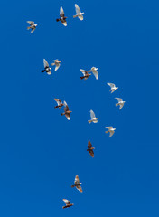 A flock of pigeons on a blue sky