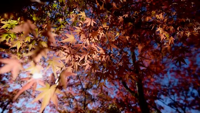 Colorful autumn foliage, Arashiyama area, Kyoto, Japan.