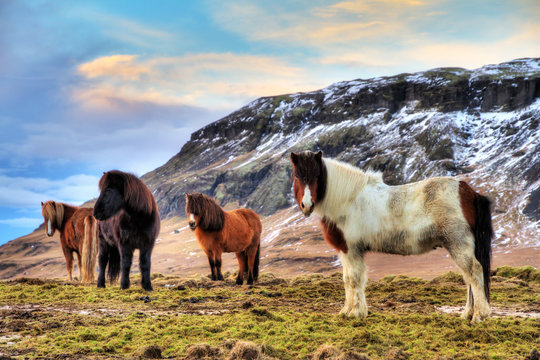 Fototapeta Herd of Icelandic horses in the winter landscape of Iceland