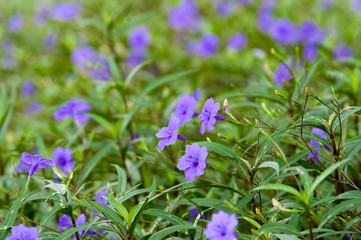 Purple flowers bloom in the morning. (Ruellia tuberosa)