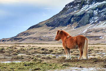 Beautiful image of an Icelandic horse in the winter landscape of Iceland
