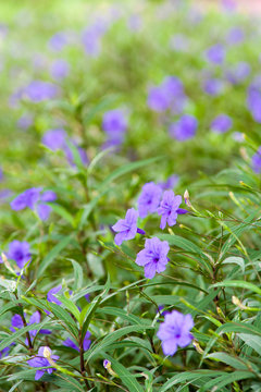 Purple flowers bloom in the morning. (Ruellia tuberosa)