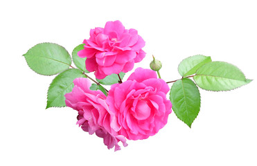Branch of pink climbing roses with leaves isolated on white background with clipping path.