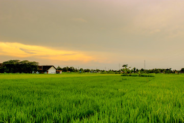 Fototapeta na wymiar Rice Field In Yogyakarta Indonesia