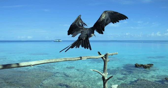 oiseau fr&eacute;gate sur branche 