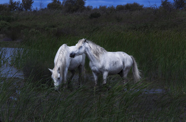 Obraz premium two white wild horses