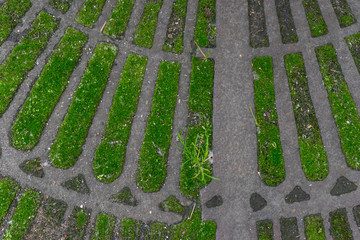 Natural organic Green moss grows on old cast iron ground city decoration, texture, background.