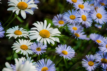 Daisies among the lilac Asters bushes