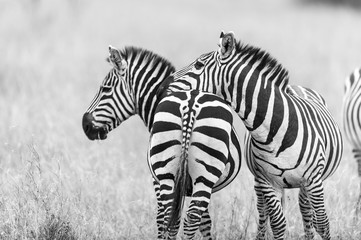 Fototapeta na wymiar Zebra resting is head on another photographed at Masai Mara Kenya on 30/08/10 Photo: Michael Buch