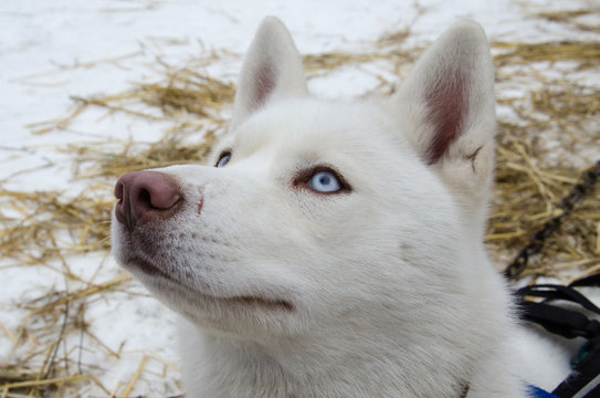 Close up of blue eyed pure white hasky dog with pink nose
