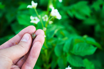 Woman hanging collected Colorado beetle in arm