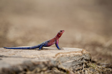 Red Headed Rock Lizard photographed at Masai Mara Kenya on 30/08/10 Photo: Michael Buch