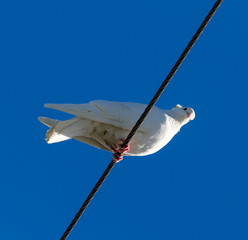 Dove on an electric wire on a blue sky background