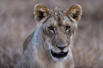 I photographed this lion looking for food just after the pride had killed an antelope.  Photographed at Masai Mara Kenya on 30/08/10 Photo: Michael Buch