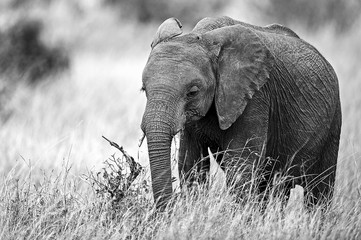 Fototapeta premium Kenya nature and wildlife photography by Michael Buch