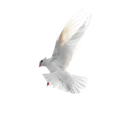 Fototapeta premium White dove in flight isolated on white background