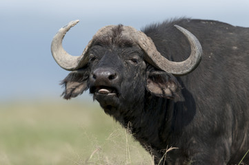Buffalo at Lake Nakuru Kenya on 19/08/10 Photo: Michael Buch