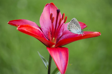 Голубая бабочка на красной лилии