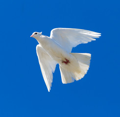White dove in flight against a blue sky