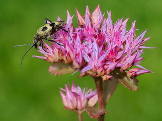 Жук с длинными усами на цветке.