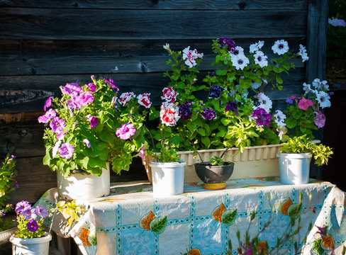 Different petunias in pots on the table outside in the garden