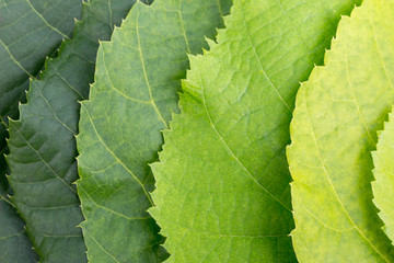 A palette of green color from leaves of a linden tree